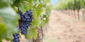 En Xaló, municipio de la provincia de Alicante, en la Comunitat Valenciana (España), encuentras la variedad Moscatel de Alejandría.
