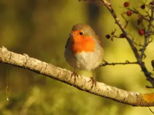 El petirrojo habita en la Marina Alta, un área que frecuentan en invierno. Foto: pep_canto