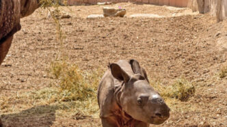 cría de rinoceronte indio Terra Natura Benidorm