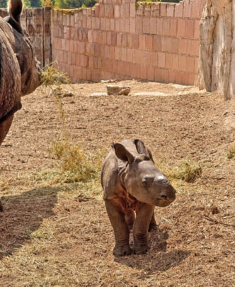 cría de rinoceronte indio Terra Natura Benidorm
