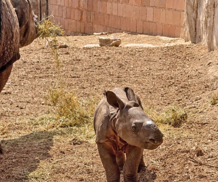 cría de rinoceronte indio Terra Natura Benidorm
