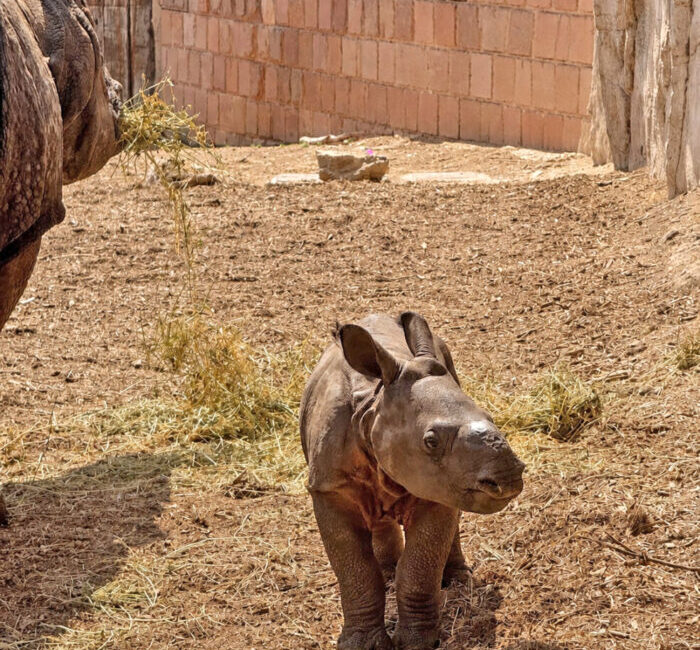 cría de rinoceronte indio Terra Natura Benidorm