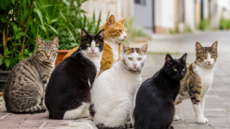 esterilización gatos comunitarios Altea