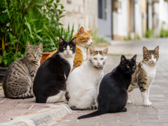 esterilización gatos comunitarios Altea