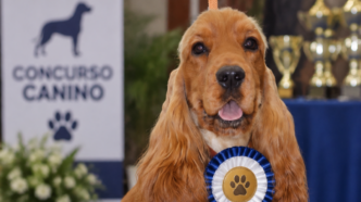 Concurso Nacional Canino de Finestrat