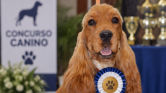 Concurso Nacional Canino de Finestrat
