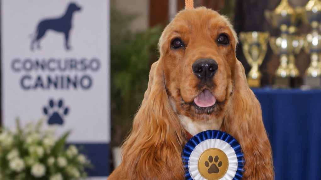 Concurso Nacional Canino de Finestrat